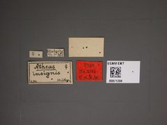 Atheas insignis by the Smithsonian. Used under a CC0 license.