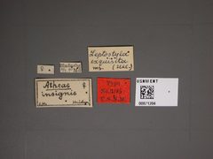 Atheas insignis by the Smithsonian. Used under a CC0 license.