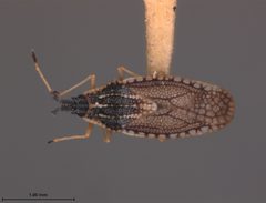 Atheas insignis by the Smithsonian. Used under a CC0 license.