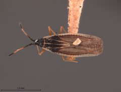 Atheas mimeticus by the Smithsonian. Used under a CC0 license.