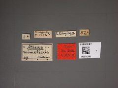 Atheas mimeticus by the Smithsonian. Used under a CC0 license.