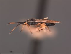 Atheas mimeticus by the Smithsonian. Used under a CC0 license.
