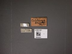 Calotingis knighti by the Smithsonian. Used under a CC0 license.