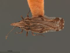 Corythaica constricta by the Smithsonian. Used under a CC0 license.