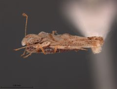 Corythaica costata by the Smithsonian. Used under a CC0 license.