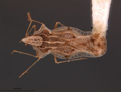 Corythaica costata by the Smithsonian. Used under a CC0 license.