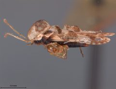 Corythucha celtidis mississipiensis by the Smithsonian. Used under a CC0 license.