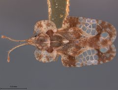 Corythucha celtidis mississipiensis by the Smithsonian. Used under a CC0 license.