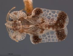 Corythucha cerasi by the Smithsonian. Used under a CC0 license.