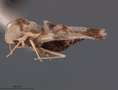 Corythucha cerasi by the Smithsonian. Used under a CC0 license.