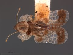 Corythucha coryli by the Smithsonian. Used under a CC0 license.