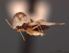 Corythucha coryli by the Smithsonian. Used under a CC0 license.