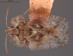 Corythucha eriodictyonae by the Smithsonian. Used under a CC0 license.
