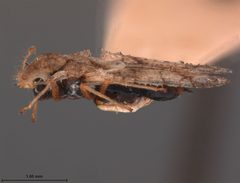 Corythucha eriodictyonae by the Smithsonian. Used under a CC0 license.
