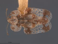 Corythucha heidemanni by the Smithsonian. Used under a CC0 license.
