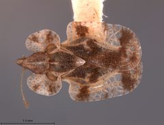 Corythucha montivaga by the Smithsonian. Used under a CC0 license.