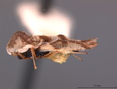Corythucha montivaga by the Smithsonian. Used under a CC0 license.