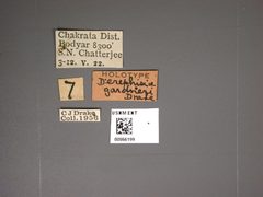 Derephysia gardneri by the Smithsonian. Used under a CC0 license.