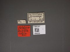 Dictyla alia by the Smithsonian. Used under a CC0 license.
