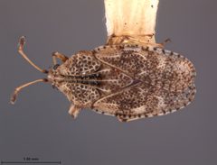 Dictyla eudia by the Smithsonian. Used under a CC0 license.