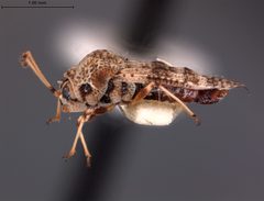Dictyla eudia by the Smithsonian. Used under a CC0 license.