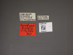 Dictyla litotes by the Smithsonian. Used under a CC0 license.