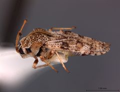 Dictyla poecilla by the Smithsonian. Used under a CC0 license.