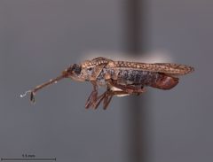 Dictyonota mitoris by the Smithsonian. Used under a CC0 license.