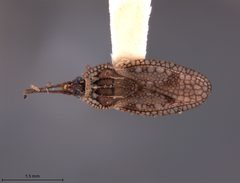 Dictyonota mitoris by the Smithsonian. Used under a CC0 license.