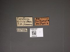 Dictyonota mitoris by the Smithsonian. Used under a CC0 license.