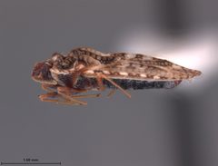 Dictyonota pakistana by the Smithsonian. Used under a CC0 license.