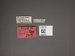 Dictyonota pakistana by the Smithsonian. Used under a CC0 license.