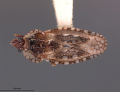 Dictyonota pakistana by the Smithsonian. Used under a CC0 license.