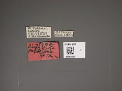 Dictyonota pakistana by the Smithsonian. Used under a CC0 license.