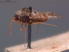Galeatus clara by the Smithsonian. Used under a CC0 license.