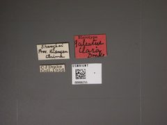 Galeatus clara by the Smithsonian. Used under a CC0 license.