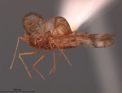 Galeatus schwarzi by the Smithsonian. Used under a CC0 license.