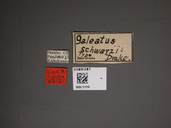 Galeatus schwarzi by the Smithsonian. Used under a CC0 license.