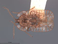Galeatus scitulus by the Smithsonian. Used under a CC0 license.