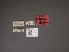 Galeatus scitulus by the Smithsonian. Used under a CC0 license.