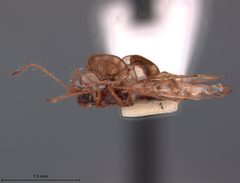 Galeatus scitulus by the Smithsonian. Used under a CC0 license.