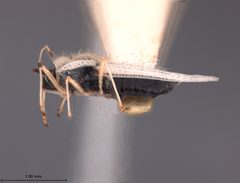Gargaphia albescens by the Smithsonian. Used under a CC0 license.