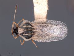 Gargaphia albescens by the Smithsonian. Used under a CC0 license.