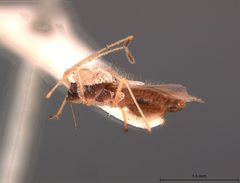 Gargaphia angulata by the Smithsonian. Used under a CC0 license.