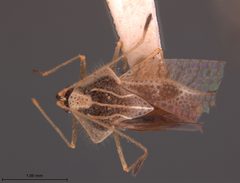 Gargaphia angulata by the Smithsonian. Used under a CC0 license.