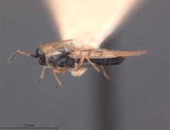 Gargaphia arizonica by the Smithsonian. Used under a CC0 license.