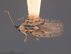 Gargaphia arizonica by the Smithsonian. Used under a CC0 license.