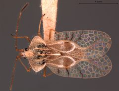 Gargaphia mexicana by the Smithsonian. Used under a CC0 license.