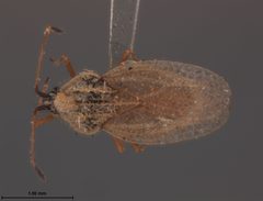 Gargaphia opacula by the Smithsonian. Used under a CC0 license.