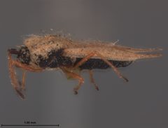 Gargaphia opacula by the Smithsonian. Used under a CC0 license.